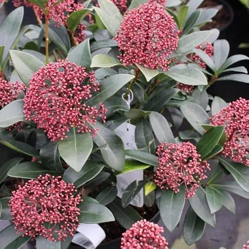 Skimmie 'Rubella' Skimmia japonica 30/+ cm Topf Immergrüner Zierstrauch