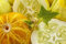 12 semi di cetriolo al limone - verdure vegetali - semi di contadini riproduttibili - semina