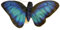 WILD REPUBLIC - 28281 - Schmetterling Blauer Morphofalter, 37cm, Polyester, mit Fingertasche