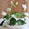 10pcs Lotusblume Samen – Winterharte Lotussamen für Wasser, Bonsai & Garten, Lotosblumensamen für Balkon & Teich (White)