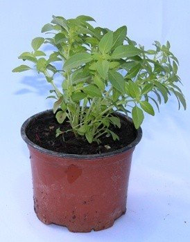 Sin marca Albahaca mosquitera (Maceta 10,5 cm Ø) - Planta Viva - Planta aromatica