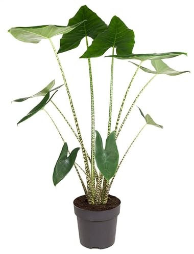 Plant in a Box - Alocasia zebrina - Gröse Luftreinigende Zimmerpflanze - Topf 32cm - Höhe 140-150cm