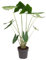 Plant in a Box - Alocasia zebrina - Gröse Luftreinigende Zimmerpflanze - Topf 32cm - Höhe 140-150cm