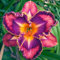 Seltene Taglilien, Winterharte Stauden – Taglilien – Blumenzwiebeln, GanzjäHrig BlüHend, FüR Den Garten Geeignet-3 zwiebeln-A