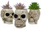 Fowybe 3 macetas con diseño calaveras, para plantas interior, divertidas macetas para decoración jardín casa, cactus, decoración para plantas suculentas.