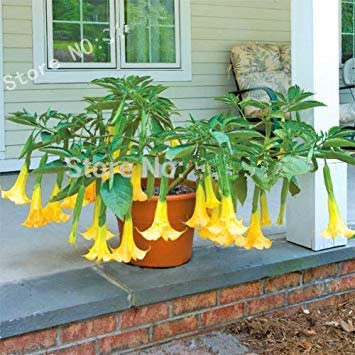 Pacchetto semi: Bonsai semi semi 30 pezzi Brugmansia Angelo Summer Dream un Trum!