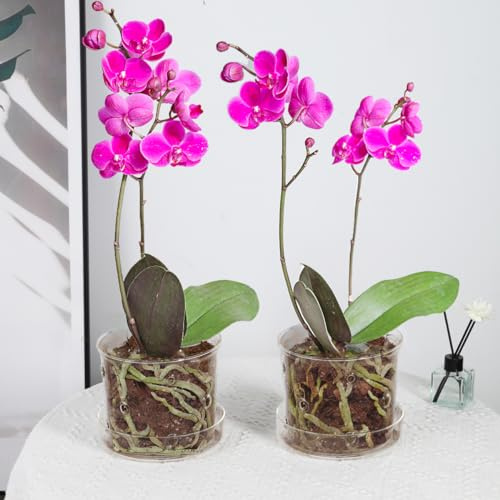 MIBUNG Lot de 2 Pots à orchidée en Verre Transparent et Respirant avec Trous de Drainage pour Plantes d'intérieur et d'extérieur – pour visibilité des Racines (14,7 cm)
