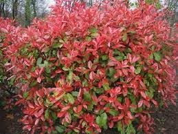 Nuevo 50 piezas frescas de semillas de Photinia fraseri Aachondra