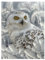 3D LiveLife Lenticular Wall Art Prints - Snowy Owl Sanctuary from Deluxebase Ungerahmtes 3D-Eulen-Poster Ein perfekter Wandfüller Original-Kunstwerk lizenziert vom renommierten Künstler Collin Bogle