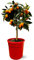 Attitude Jardin - Kumquat - fortunella margarita - agrume méditerranéen - arbre fruitier - 75-85 cm - ⌀ 22 cm