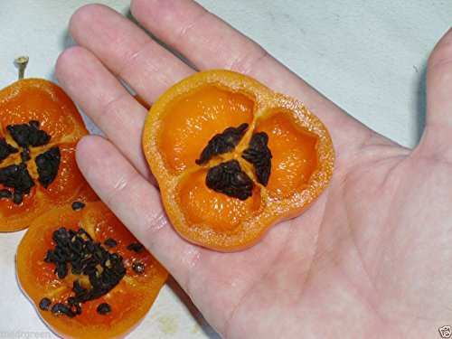 25 semillas de naranja Manzano Guindilla Capsicum pubescens Chile Rocoto Locoto árbol