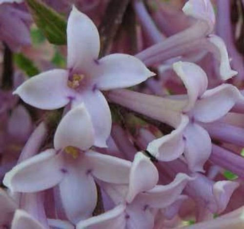 Ungarischer Flieder oder ungarischen Lilac 10 Samen