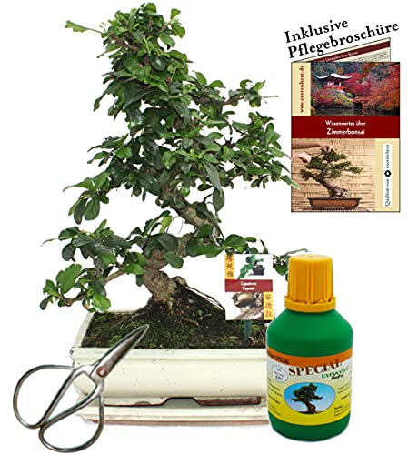 exotenherz Bonsai - Fukientee - Carmona microphylla - ca. 10 Jahre - 25cm Schale - Geschenk-Set mit Schere und Dünger