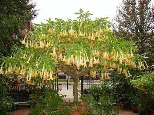 Brugmansia Sanguinea Aurea Golden Angel's trumpet Flowering Tree Seed - 5 Seeds