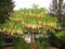 Brugmansia Sanguinea Aurea Golden Angel's trumpet Flowering Tree Seed - 5 Seeds