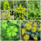 20 pcs wolfsmilch kaktus samen - Euphorbia pekinensis - balkon beet, bienenweide saatgut wolfsmilch pflanze gartensamen, stauden winterhart balkon, winterharte stauden winterharte