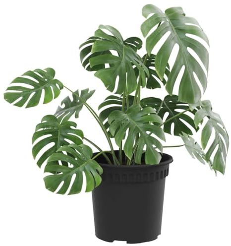 vidaXL Pot à Fleurs Rond 6 pcs Noir Ø 15 x 12 cm Plastique, Jardinière cylindrique Moderne, Pot léger Durable, Parfait pour Plantes d'intérieur et extérieur, Style Minimaliste