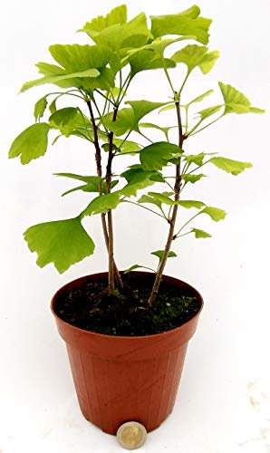 POWERS TO FLOWERS - GINGO BILOBA AUTUM GOLD, VASO 14CM, Pianta vera