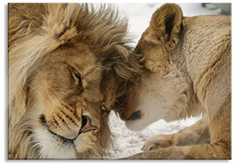 Pixxprint Glasbild, Wandbild aus Echtglas, Kuschelnde Löwen, 80x60 cm, inkl. Aufhängung und Abstandshalter