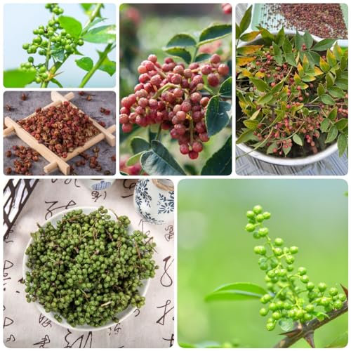 150 Pcs Pfeffer Samen Winterhart, Saatgut Alte Sorten Pflanzen Anzucht, Zanthoxylum Bungeanum, Kräuter Samen, Stauden Winterhart Mehrjährig Kräutersamen Exotische Samen, Geschenke