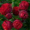 Rosenpflanzen in angebot - Duftende rosen winterhart - Seltene Rosenpflanze - Rose pflanzen knollen winterhart - Blumenzwiebeln mehrjährig winterhart-1Pflanze-A