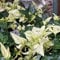 efeu samen schnellwachsend - Ivy Vines - kletterpflanzen winterhart, efeutute samen, hängepflanzen, zaun deko vines gartendeko für draußen dekopflanzen exotische pflanzen winterhart 400pcs