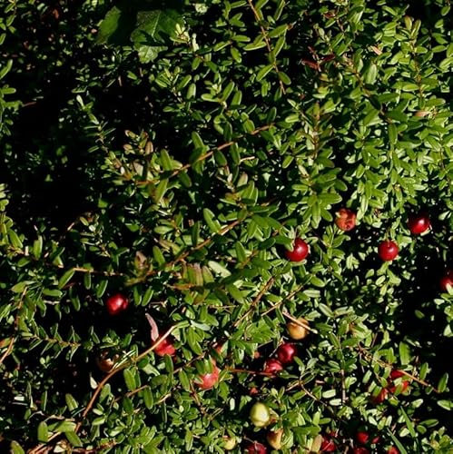Pianta vera di Mirtillo rosso Americano o Cranberry - Diametro Vaso Ø 12 cm