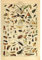 Meishe Art Poster Jahrgang Plakate Drucken Plakatdrucke Insekten Identifizierung Bezug Abbildung Illustrationen Arten Sammlung Entomologie Zu Hause Mauer Dekoration Kunst Wand Dekor 20.87'' x 31.5''