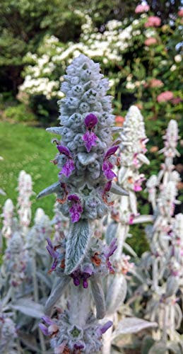 Lamb's Ear, Stachys Byzantina, Lanata Flower 30 Seed- Ground Cover,Perennial,