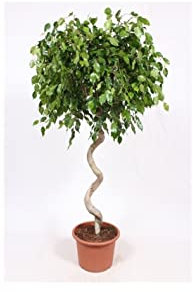 Pianta Ficus benjamina Exotica Vaso 40cm