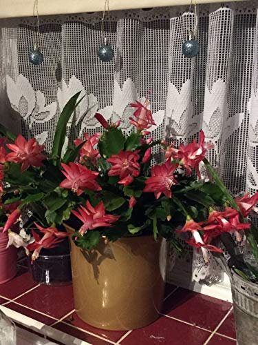Red Christmas Cactus Schlumbergera Sent Bare Root