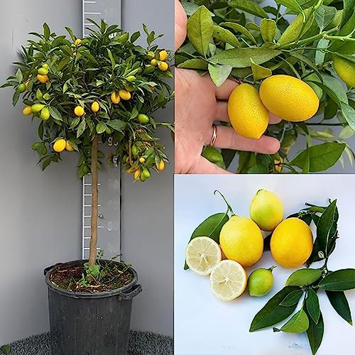 SAVINI VIVAI Limettenpflanze, Zitrusbaum im 35 cm Topf, Höhe 150–180 cm, 6–7 Jahre Veredelung, hergestellt in Italien