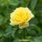 Neue Rosenblumensamen Gelb
