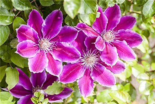 Waldrebe Clematis Dr. Ruppel 100-150 cm Kletterpflanze winterhart | Grossblütig, rosa-weiss gestreifte Blüten, kletterfreudig, pflegeleicht, ideal für Zaun, Mauer und Spalier