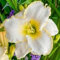 Taglilien zwiebeln,Winterhart mehrjährig,hemerocallis pflanzen,taglilien,taglilien zwiebeln winterhart mehrjährig,taglilien rhizome,gross blumige taglilien,hemerocallis Knollen.-5zwiebeln-I