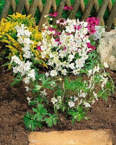 Delphinium x belladonna 'Moerheimii' 11x11 cm Topf – Winterhart, Mehrjährig – Rittersporn – Staude für Beet & Rabatte