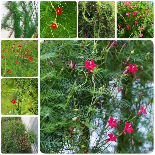 piante rampicanti semi perenni resistenti, piante da balcone resistenti piante resistenti per balconi, pianta da balcone semi di erbe aromatiche per piante in vaso piante in 180pcs
