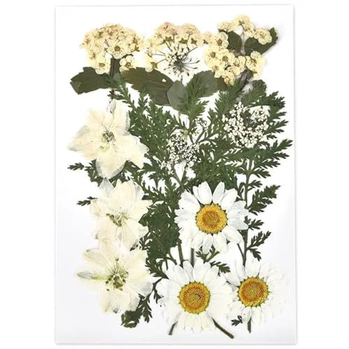 Blumen Gepresst Getrocknet 2er-Set Trockenblumen, Gießharz-Füllmaterial, gepresste Trockenblumen, DIY-Kerzen, Harzanhänger, Halskette, Schmuckherstellung, Bastelzubehör Getrocknete Blumen Deko(Dried F