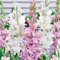 Nardos bulbos/Nardos planta/Perenne tolerante al frío/Bulbos de flores exterior raras -6 bulbos-F