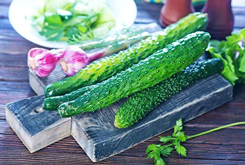 Über 200 lange grüne Gurkensamen zum Anpflanzen, GVO-freie Bio-Gurkensamen