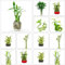 semillas de bambú de la suerte Planta caladio, planta araña bambú bambú gigante palma areca palma montaña yuca - Plantas raras - papiro ficus benjamini potos cocotera guisante árbol 50pcs