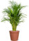 Areca Palm dypsis lutescens Plant in 12cm Pot - 40-50cm Tall - Air Purifying houseplant