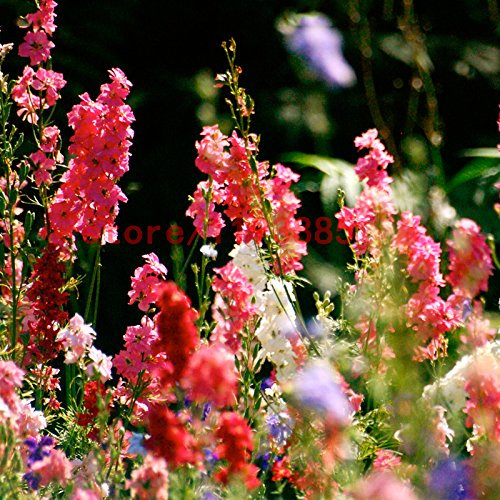Aachondra New Fresh 100 pezzi Semi di fiori di speronella mista