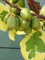 pianta di kiwi arguta hokey pokey, mini kiwi, hardy kiwi, variegato autofertile in vaso l 15cm h 110cm, frutti dolci e commestibili, resistente al freddo