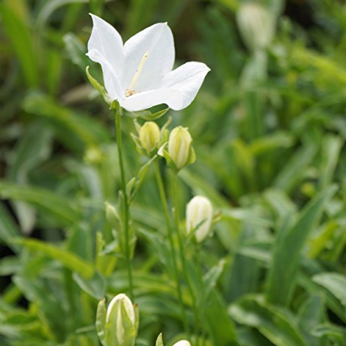 Blumixx Stauden Campanula persicifolia 'Grandiflora Alba' – Weiße Glockenblume, pflegeleicht & winterhart, mehrjährig, bienenfreundlich, ideal für sonnige Beete & Naturgärten