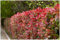 10 x Photinia fraseri 'Red Robin' (Gehölz/Heckenpflanze/Winterhart/Mehrjährig/Immergrün) Rote Glanzmispel - Strahlend rote Neuaustriebe, die begeistern - Blickfang - von Stauden Gänge