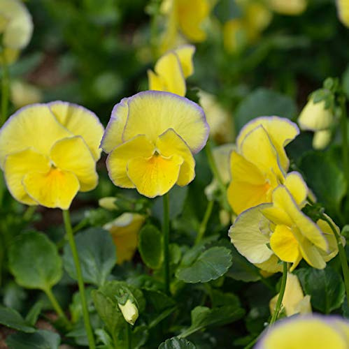 Hornveilchen Etain - Viola cornuta - lebende Gartenpflanze aus den Baumschulen