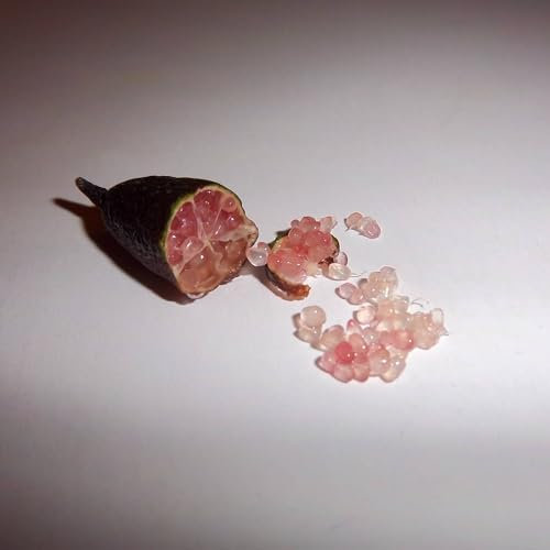 Pianta vera di Limone caviale Rosa - Diametro Vaso Ø 15 cm