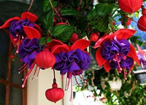 Portal Cool 6 Giant Trailing Fuchsia Dark Eyes Hanging Basket Patio Plug Plants