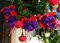 Portal Cool 6 Giant Trailing Fuchsia Dark Eyes Hanging Basket Patio Plug Plants